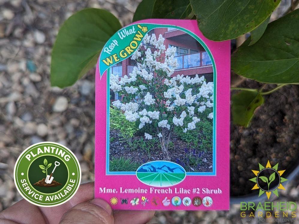 Mme. Lemoine French Lilac
