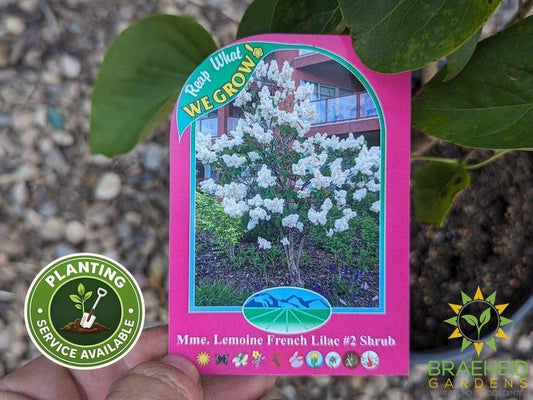Mme. Lemoine French Lilac