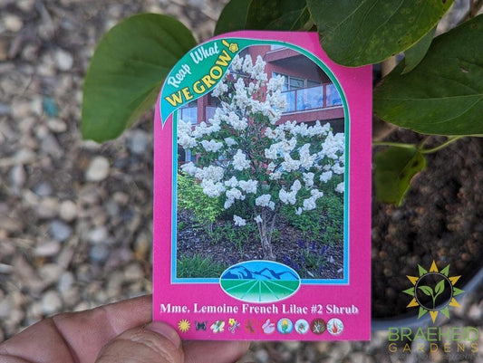Mme. Lemoine French Lilac