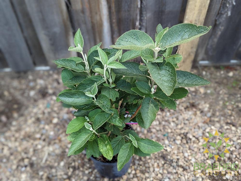 Mohican Wayfaring Tree