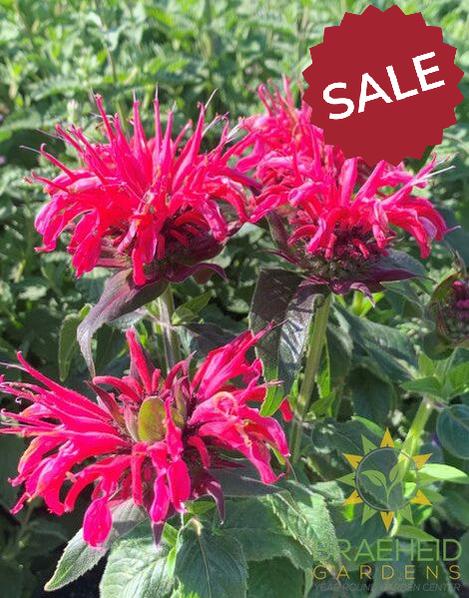 Balmy Rose Bee Balm