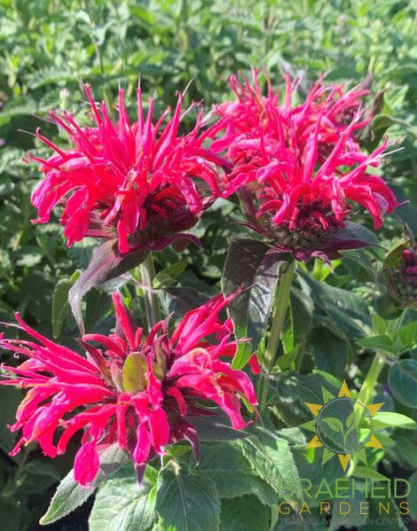 Balmy Rose Bee Balm