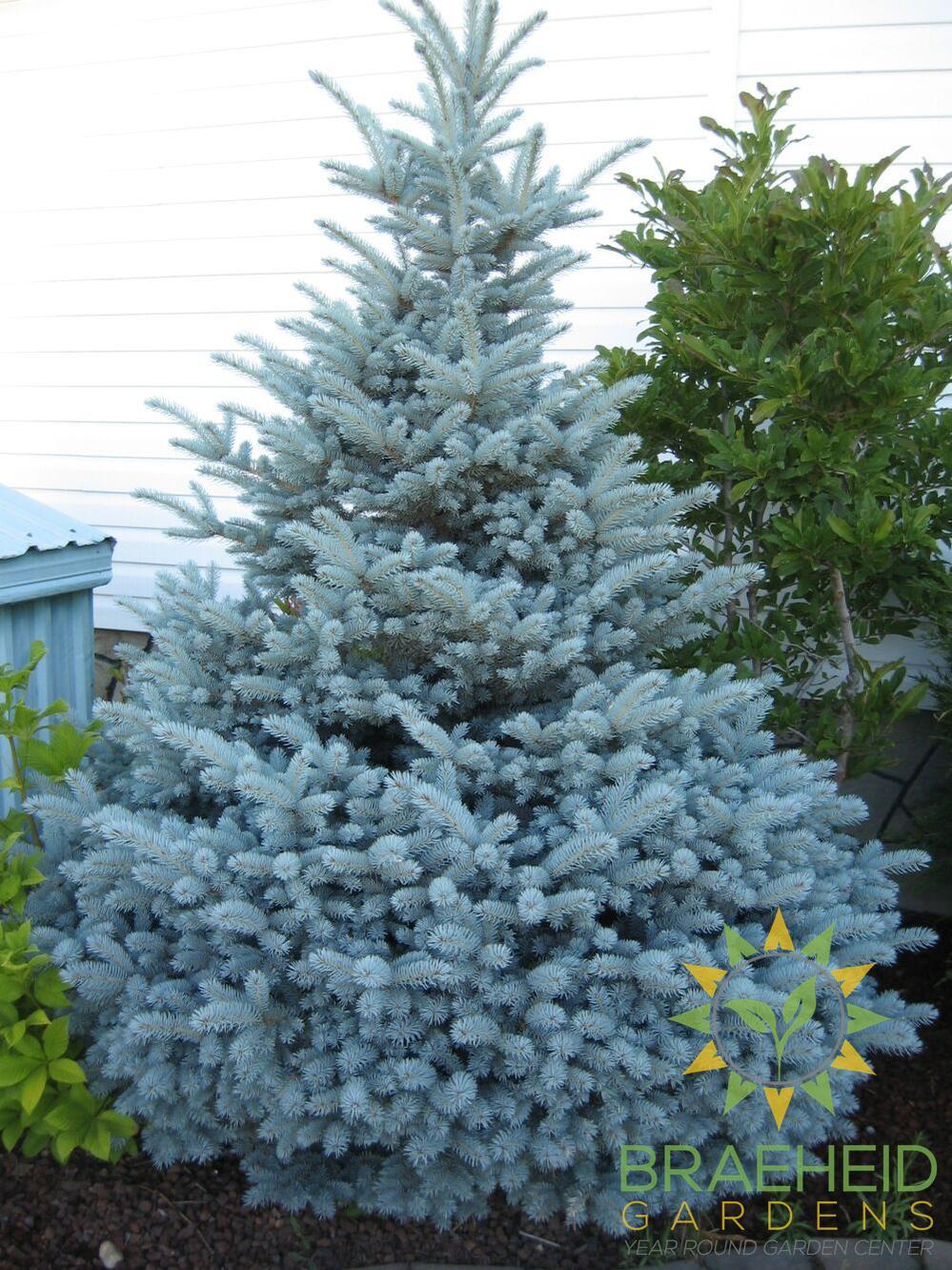 Montgomery Spruce