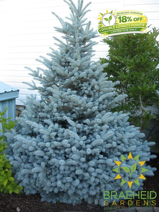Montgomery Spruce