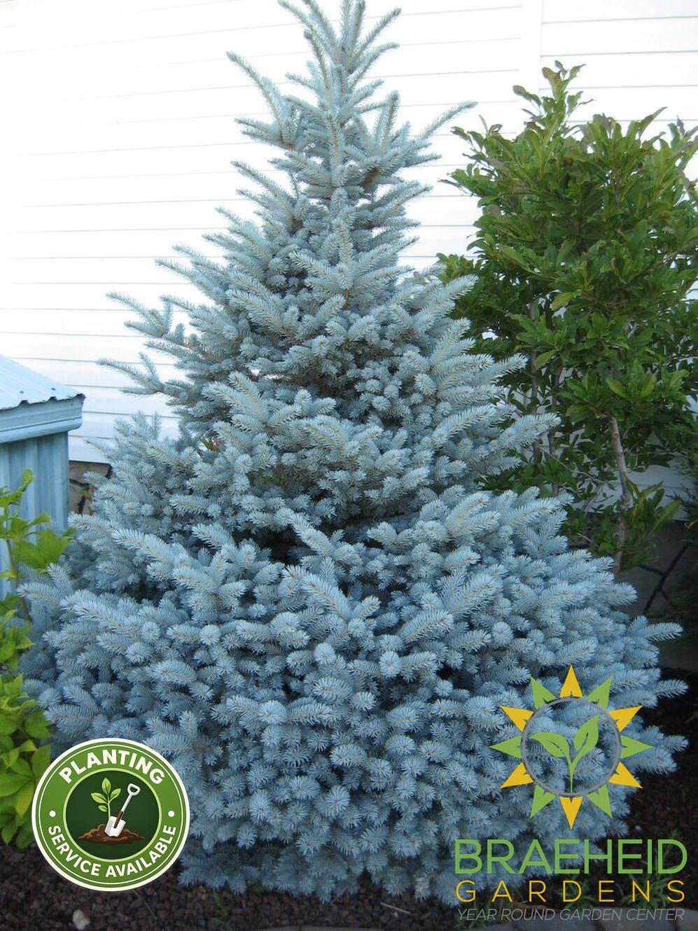 Montgomery Spruce