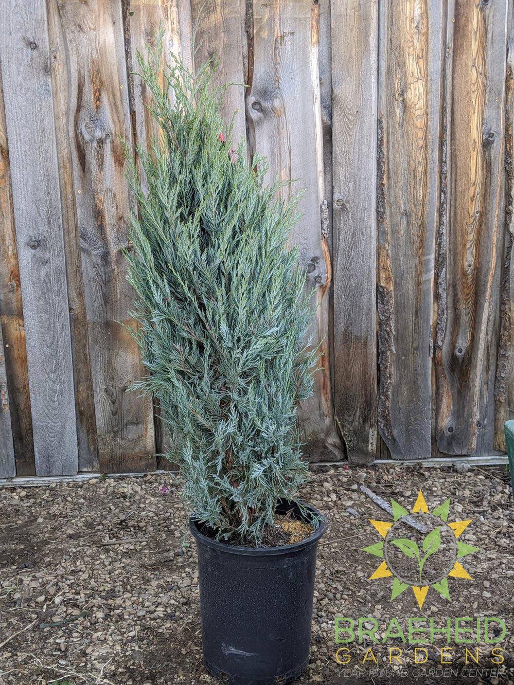 Moonglow Juniper