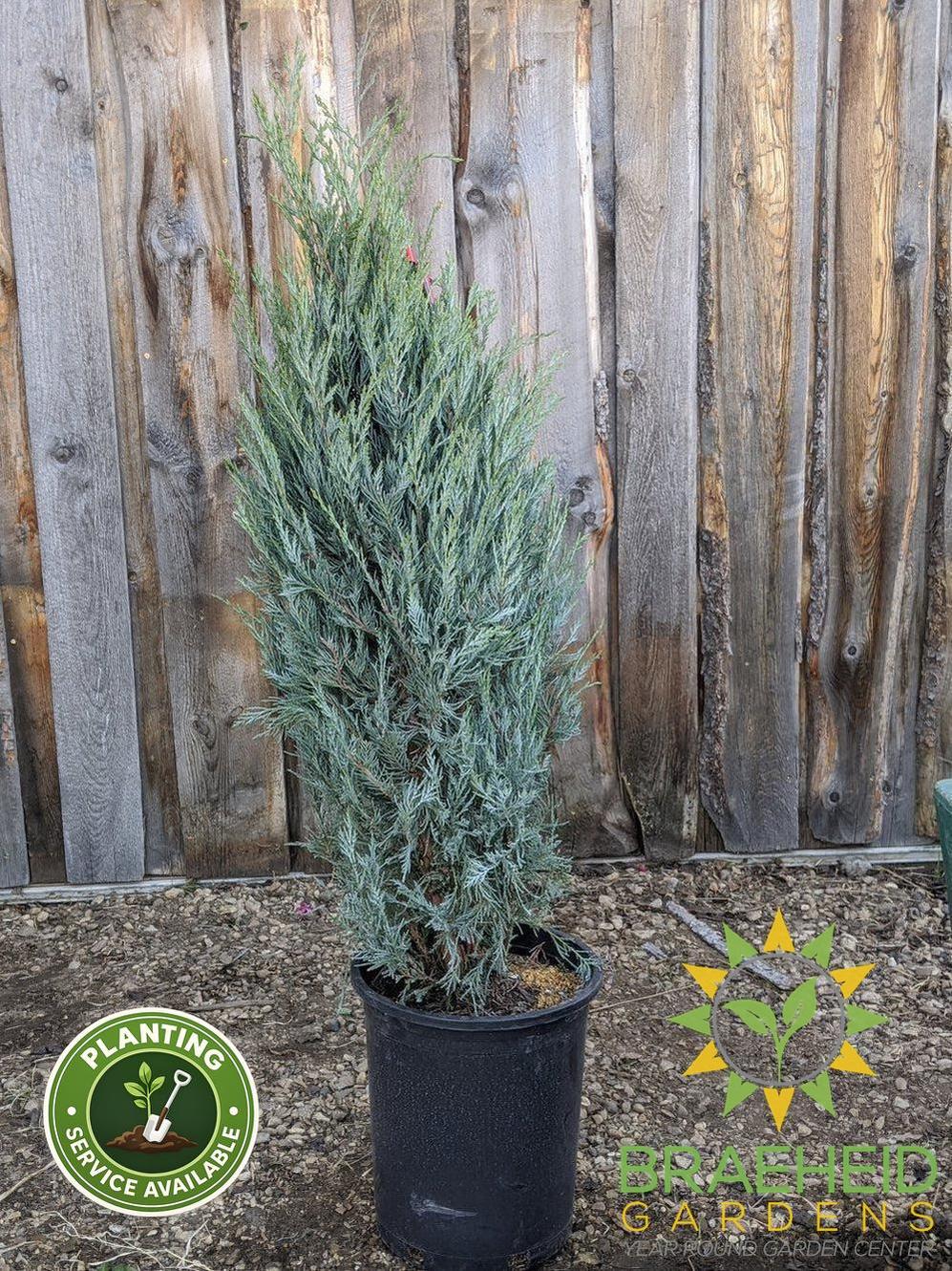 Moonglow Juniper