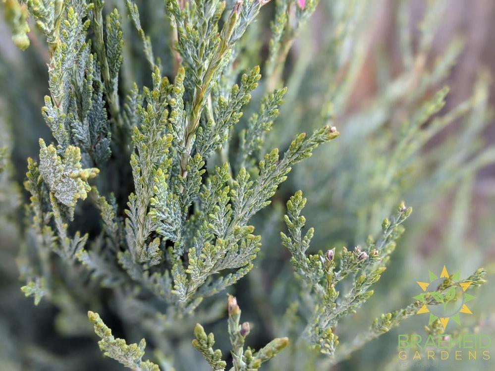 Moonglow Juniper
