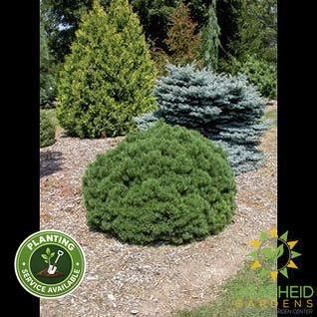 Mops Mugo Pine