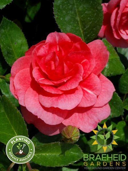 Morden Belle Rose