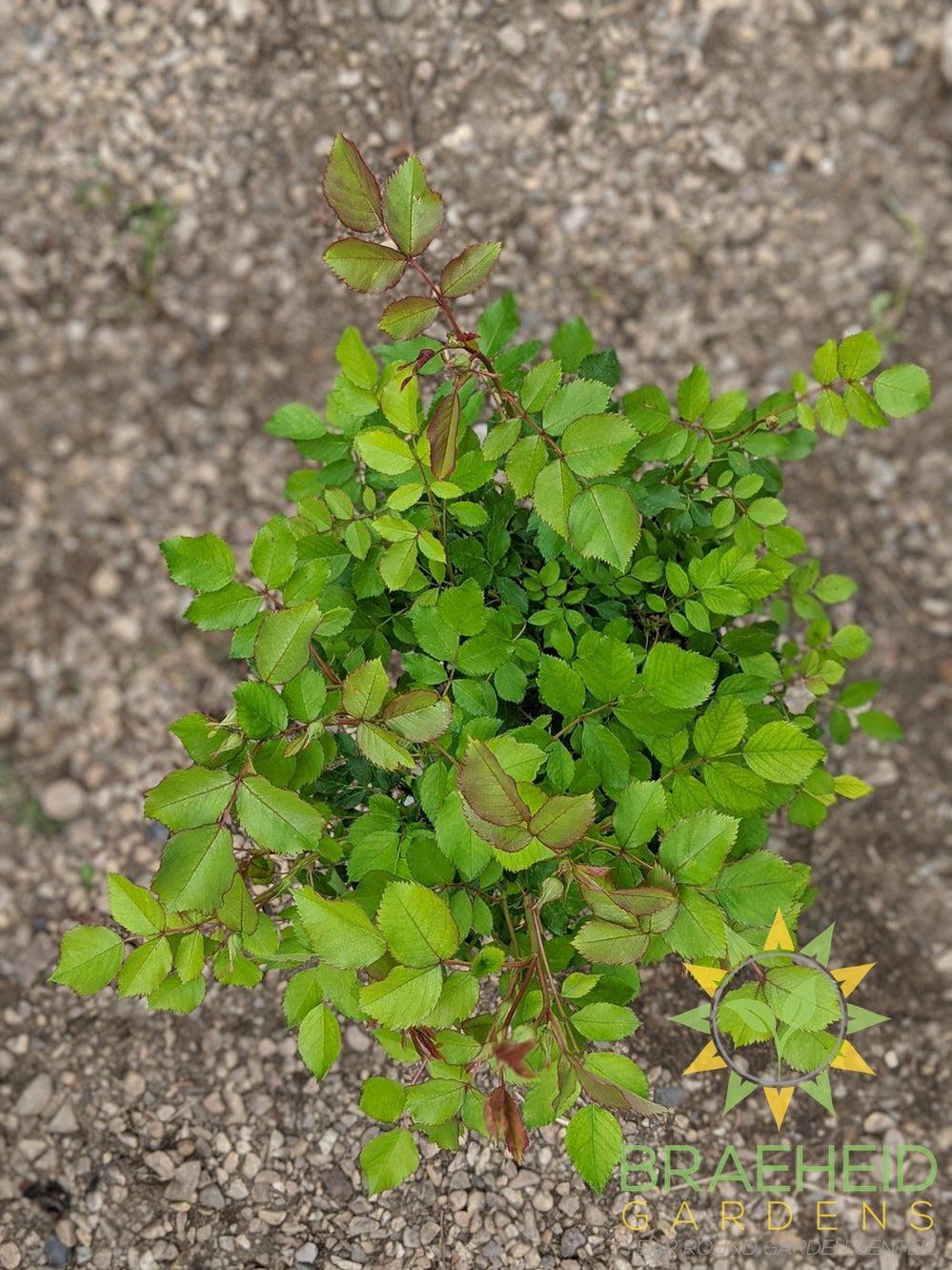 Morden Blush Rose