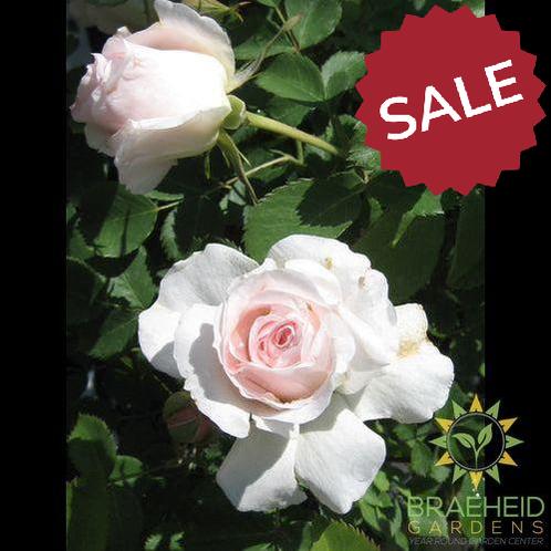 Morden Blush Rose