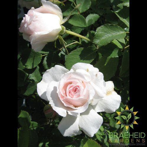 Morden Blush Rose