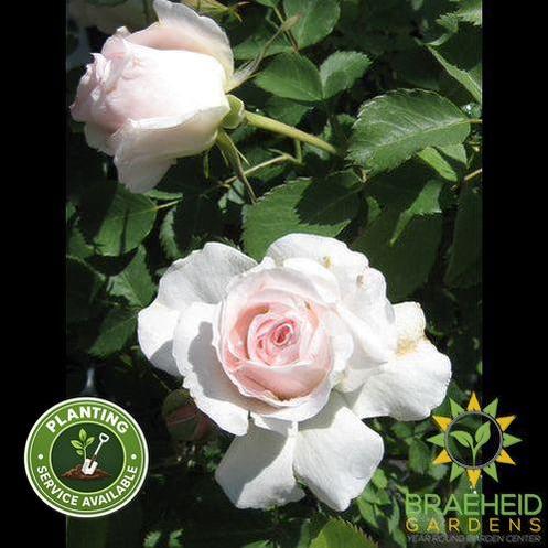 Morden Blush Rose
