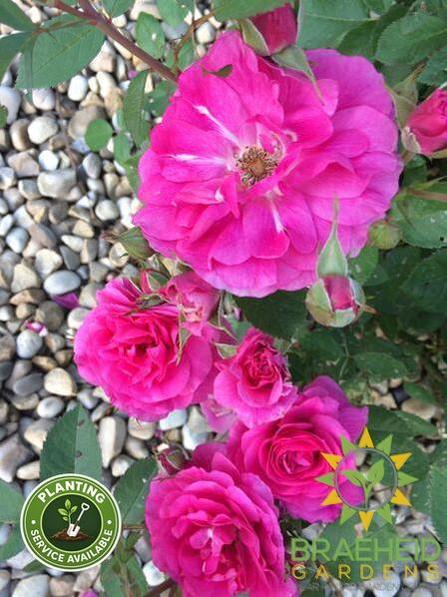 Morden Centennial Rose