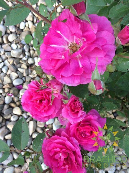 Morden Centennial Rose