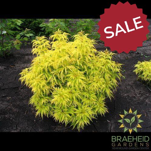 Morden Golden Glow Elder