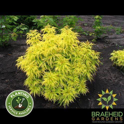 Morden Golden Glow Elder