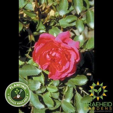 Morden Ruby Rose