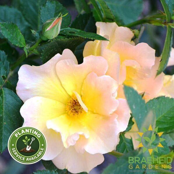 Morden Sunrise Rose