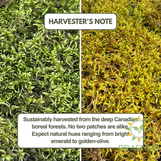 Natural Canadian Forest Moss - Revita-Moss™ (Pleurozium schreberi)