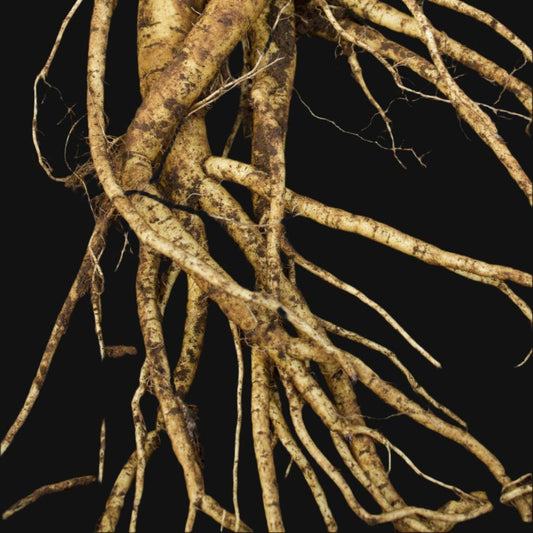 Motherwort Rootstock