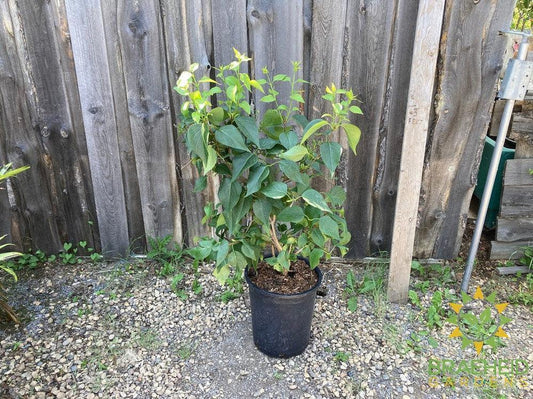 Mount Baker Lilac
