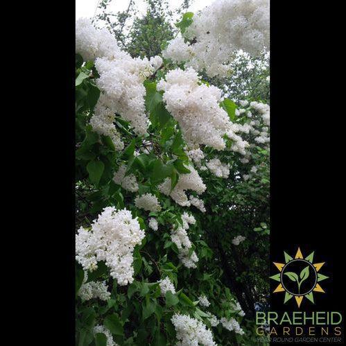 Mount Baker Lilac