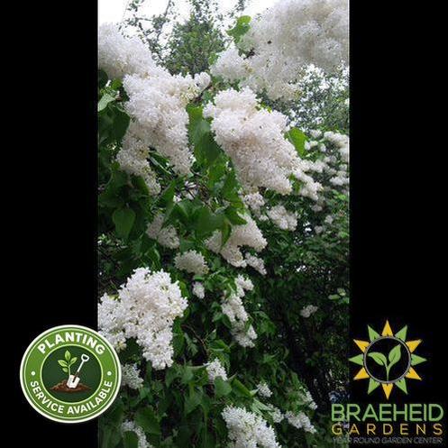 Mount Baker Lilac