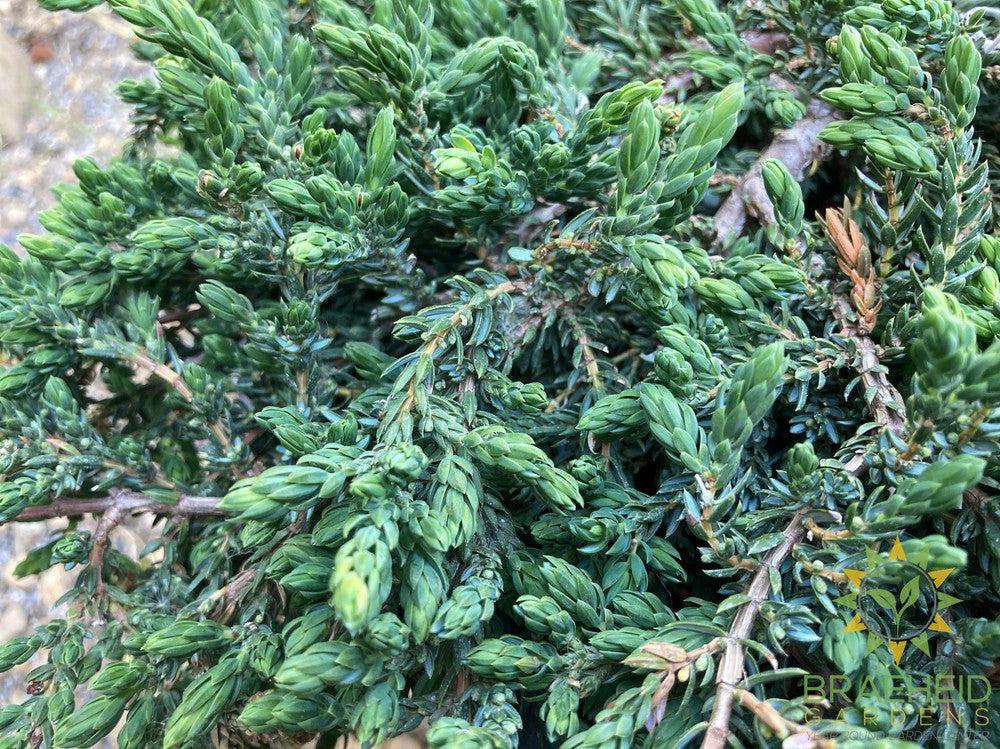 Mountain Juniper