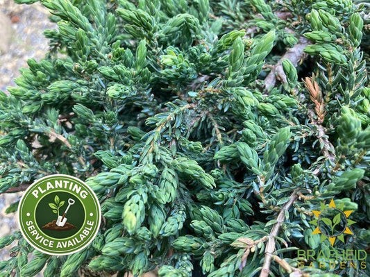 Mountain Juniper