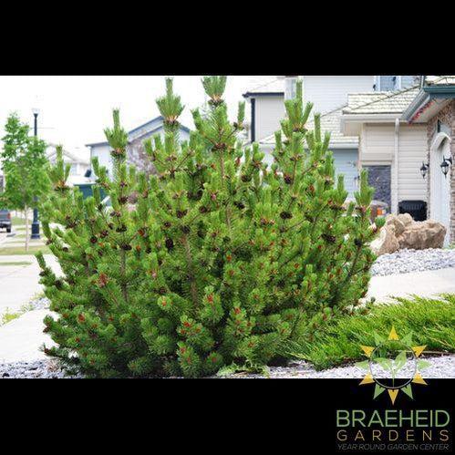 Mugo Pine