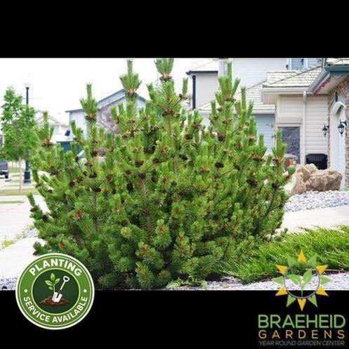 Mugo Pine