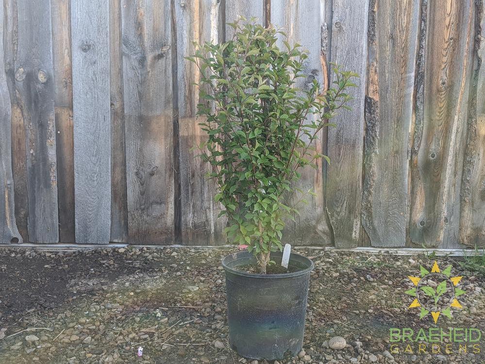 Nanking Cherry shrub