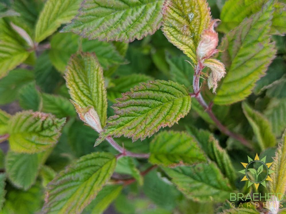 Nanking Cherry shrub