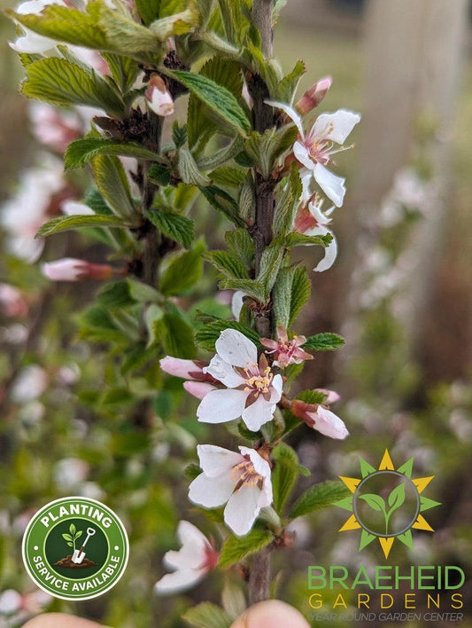 Nanking Cherry shrub