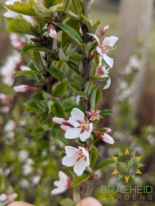 Nanking Cherry shrub