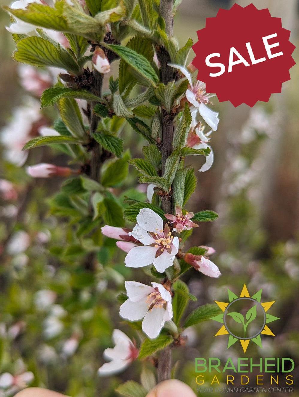 🍐🍒 Auction #5 – Cold-Hardy Pear & Cherry Collection (Zone 2–3)