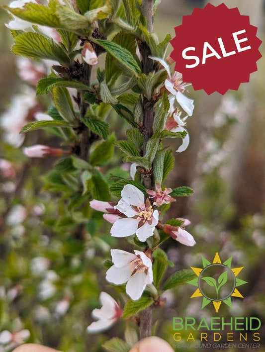 🍐🍒 Auction #5 – Cold-Hardy Pear & Cherry Collection (Zone 2–3)