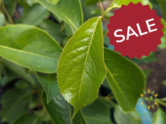Buy Nannyberry an Edible Shrub in Grande Prairie Alberta - Braeheid Gardens Ltd.