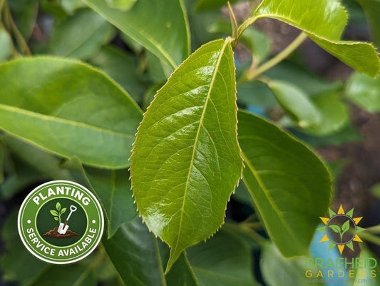 Buy Nannyberry an Edible Shrub in Grande Prairie Alberta - Braeheid Gardens Ltd.