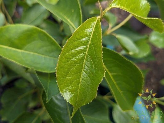Buy Nannyberry an Edible Shrub in Grande Prairie Alberta - Braeheid Gardens Ltd.