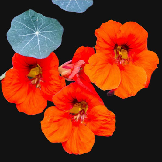 Nasturtium