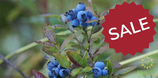 Buy Native Blueberry an Edible Shrub in Grande Prairie Alberta - Braeheid Gardens Ltd.