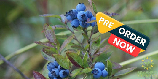 Buy Native Blueberry an Edible Shrub in Grande Prairie Alberta - Braeheid Gardens Ltd.