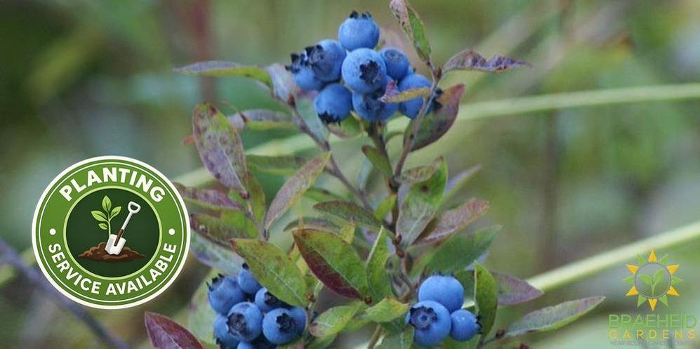 Buy Native Blueberry an Edible Shrub in Grande Prairie Alberta - Braeheid Gardens Ltd.