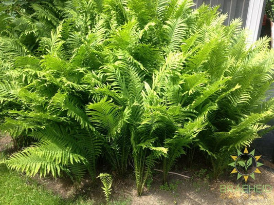 Native Fern