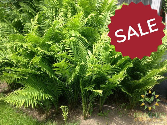 Native Fern