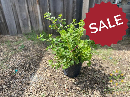 Buy Native Gooseberry an Edible Shrub in Grande Prairie Alberta - Braeheid Gardens Ltd.
