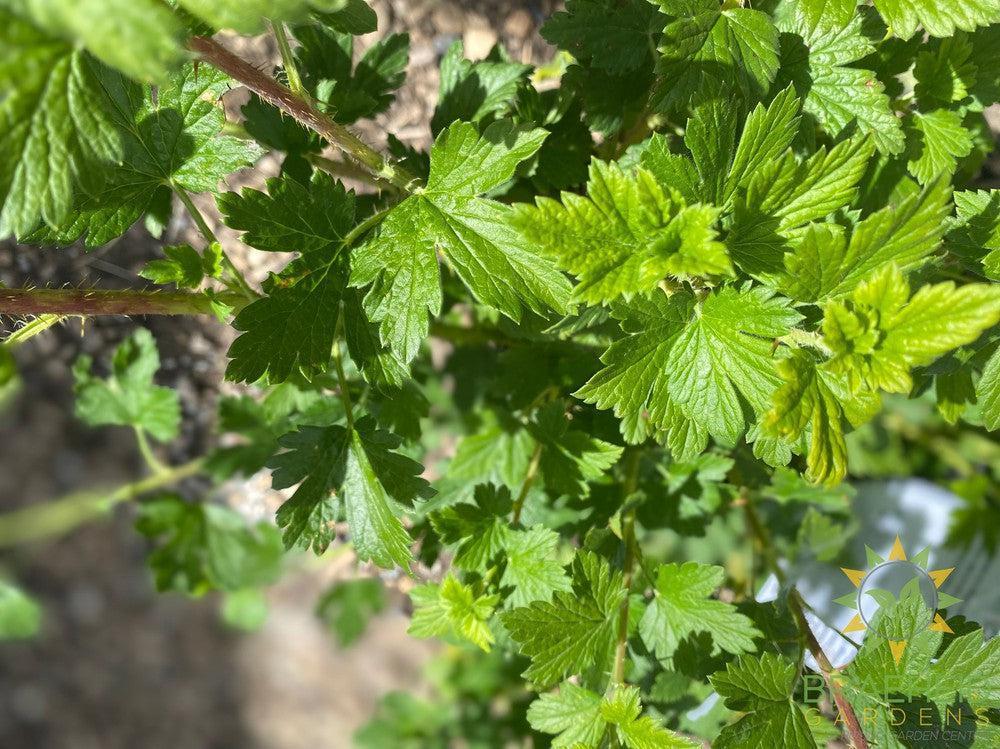 Buy Native Gooseberry an Edible Shrub in Grande Prairie Alberta - Braeheid Gardens Ltd.